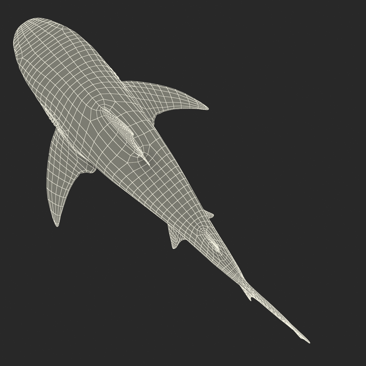 Bull Shark Rigged 3D