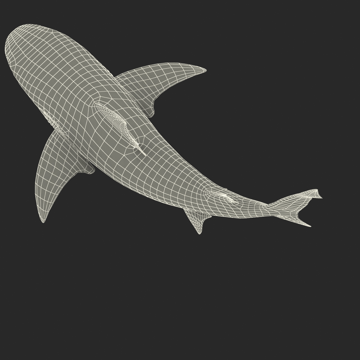 Bull Shark Rigged 3D