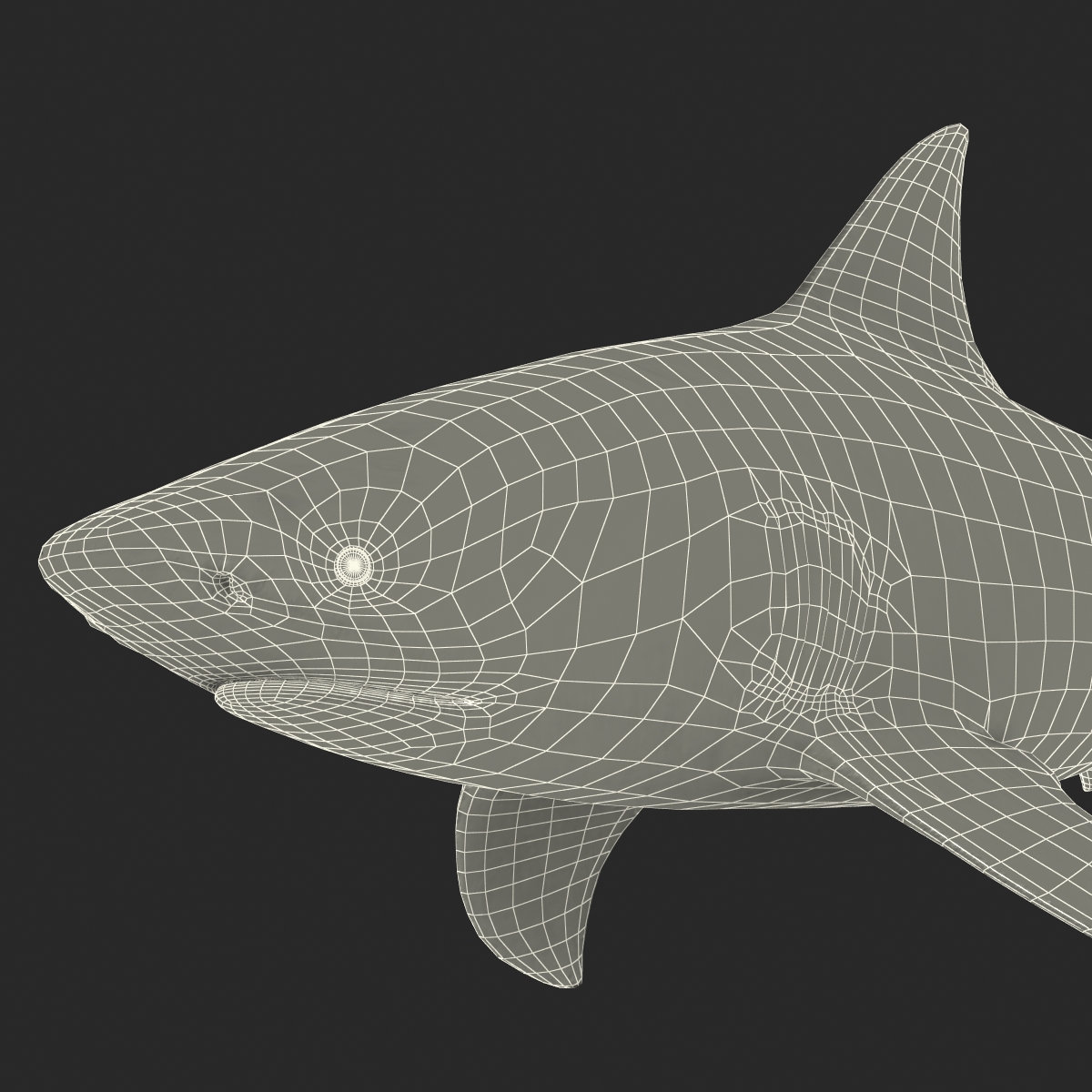 Bull Shark Rigged 3D