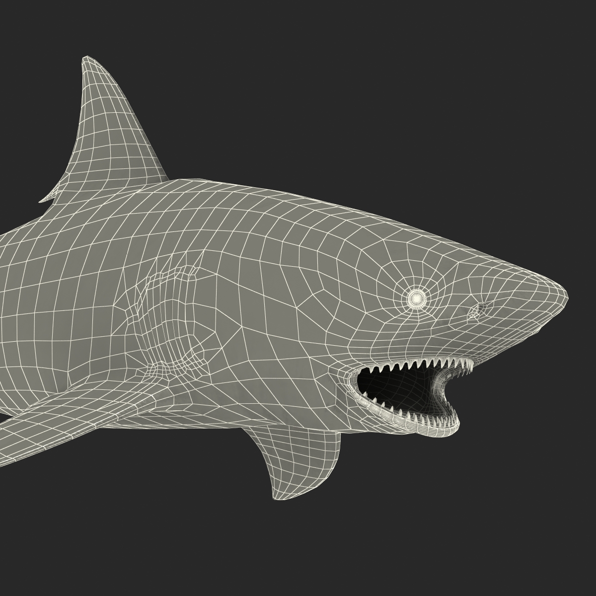 Bull Shark Rigged 3D