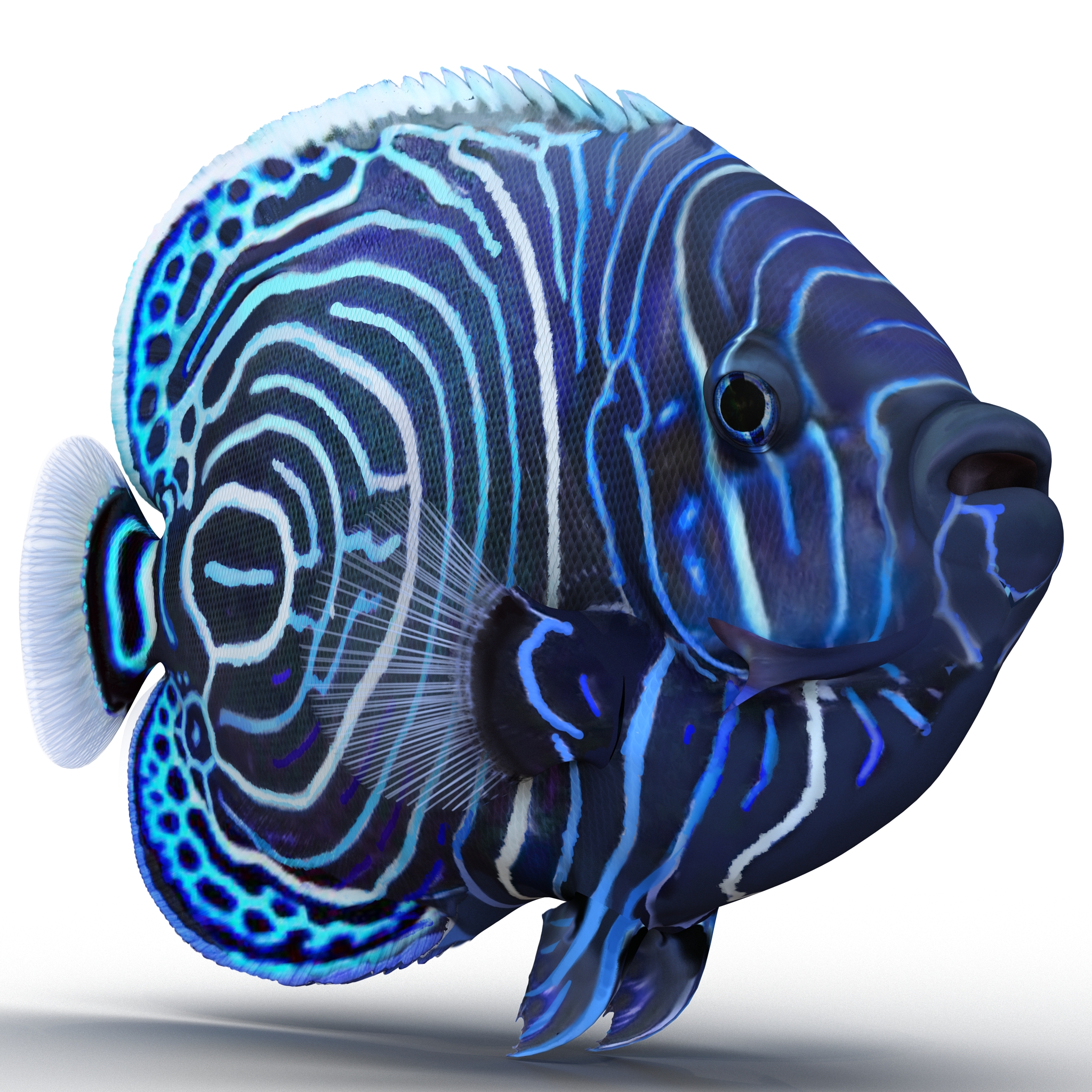 3D Juvenile Emperor Angelfish