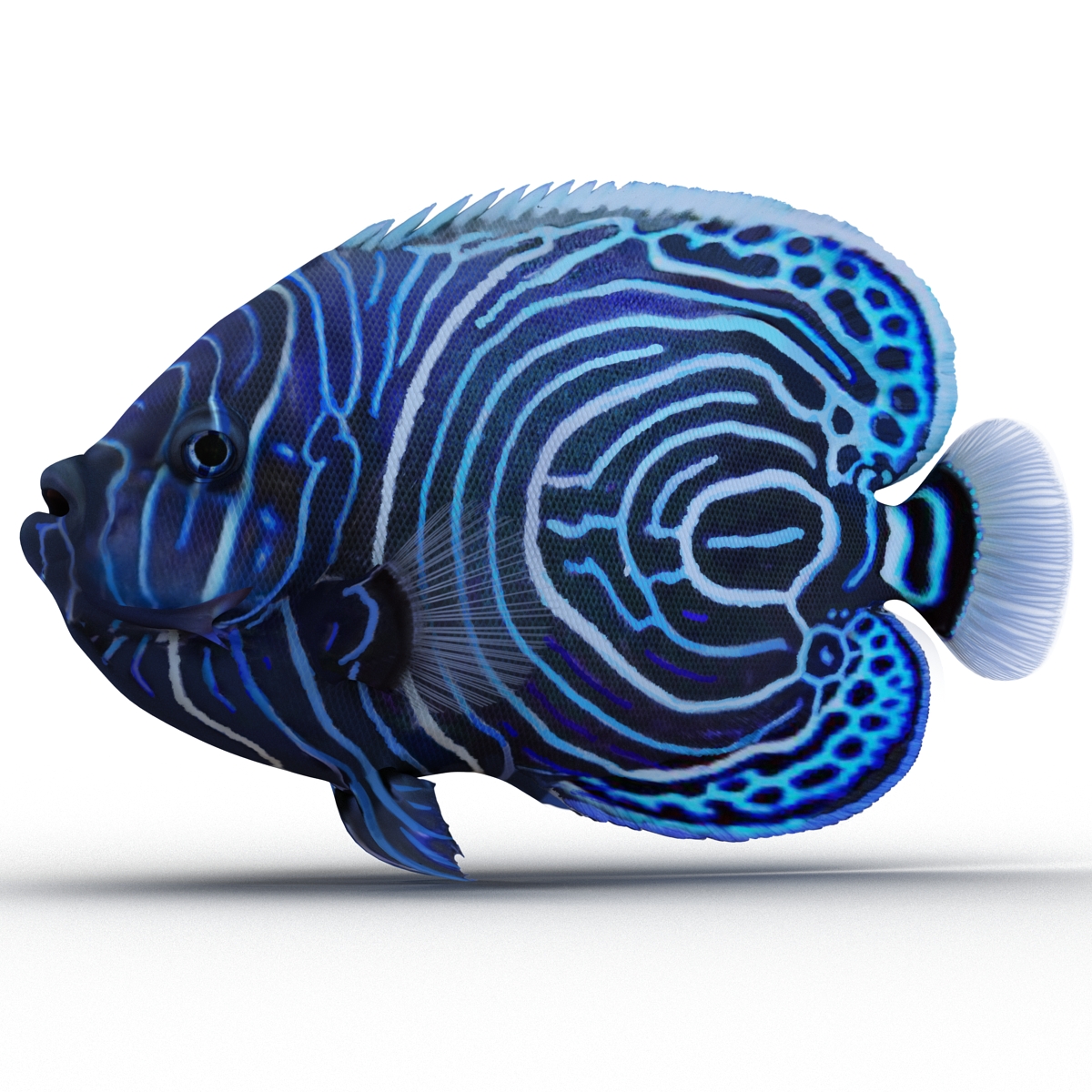 3D Juvenile Emperor Angelfish