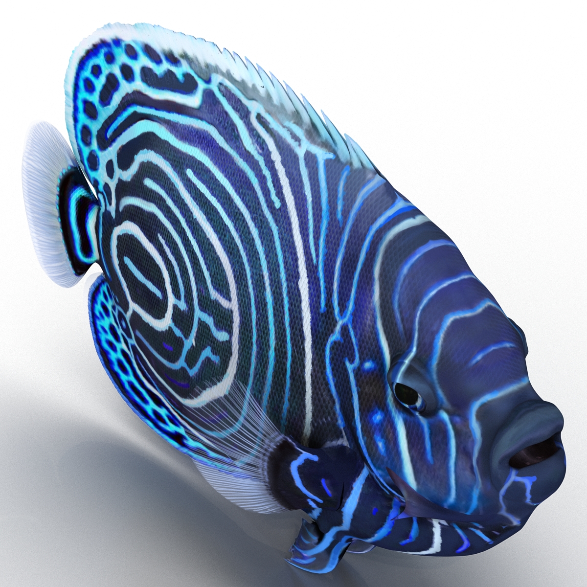 3D Juvenile Emperor Angelfish