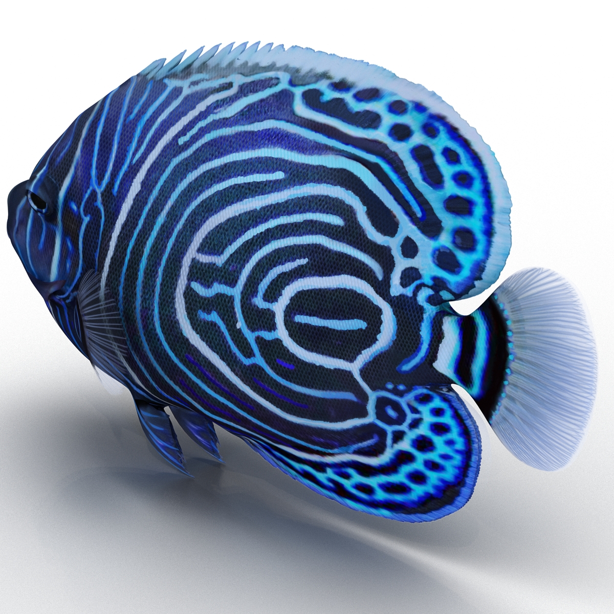 3D Juvenile Emperor Angelfish