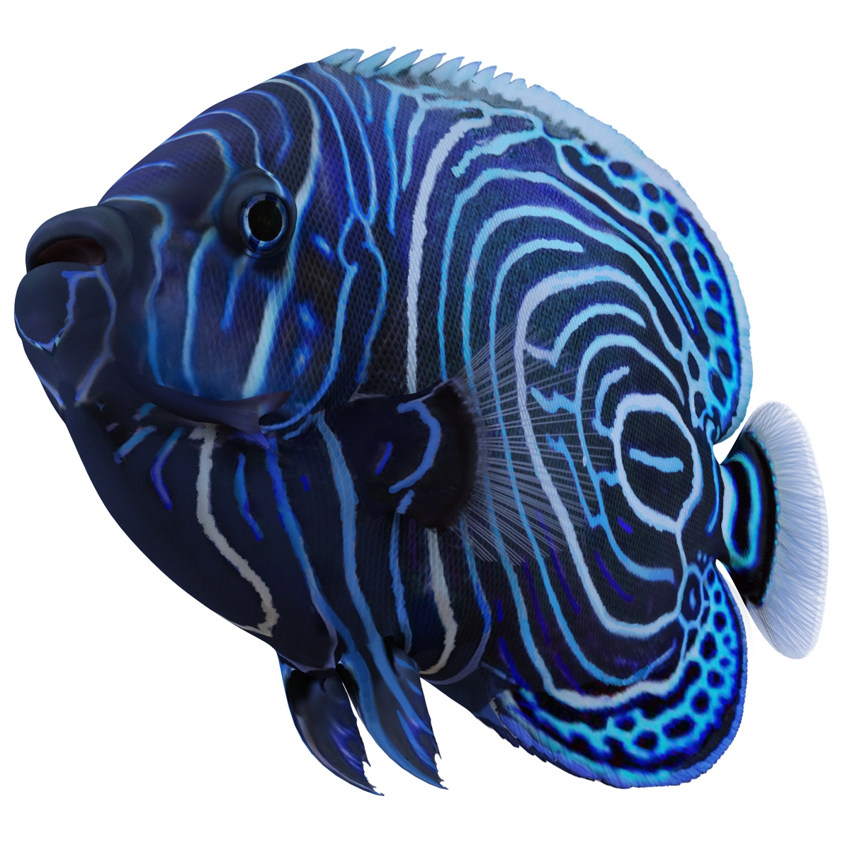 3D Juvenile Emperor Angelfish