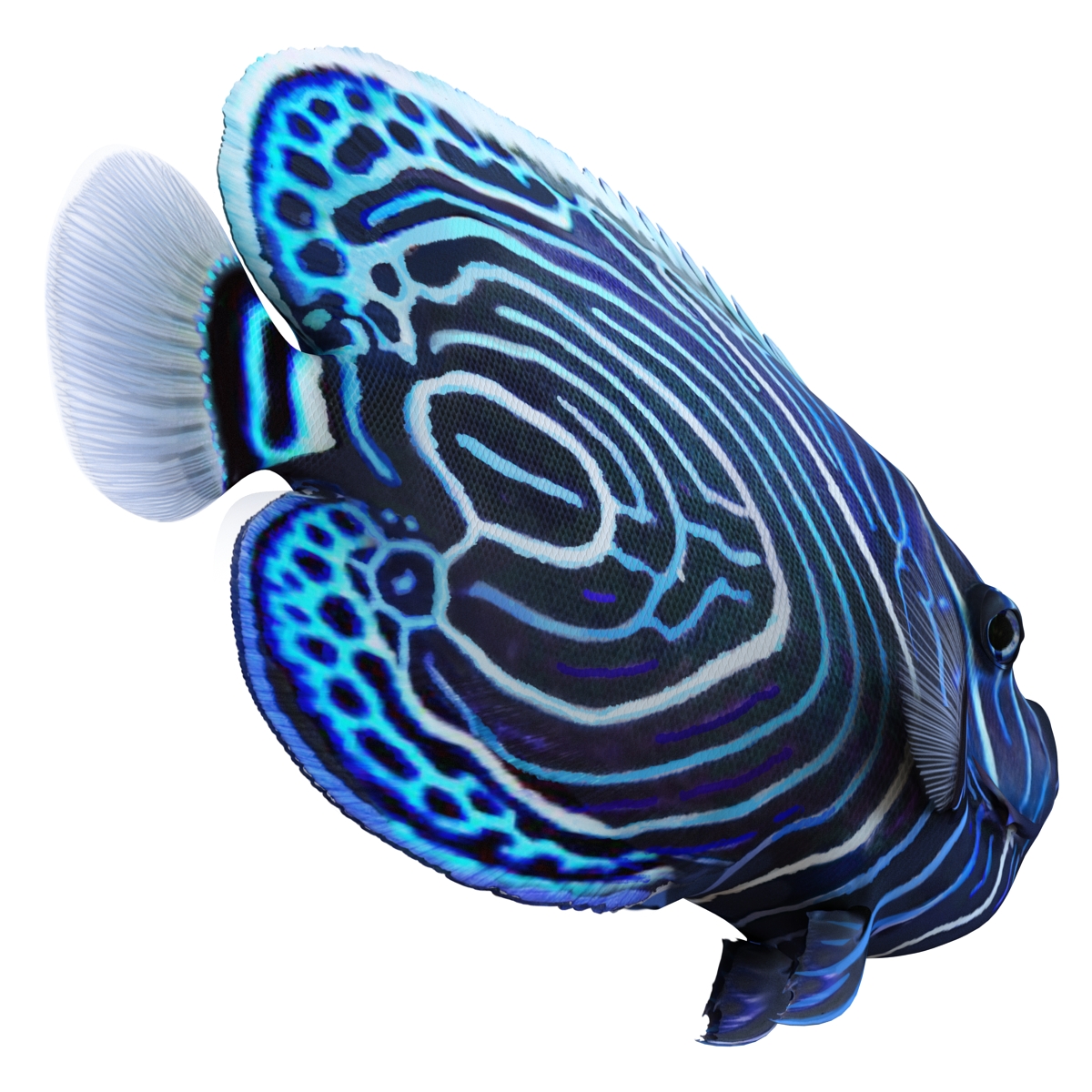 3D Juvenile Emperor Angelfish