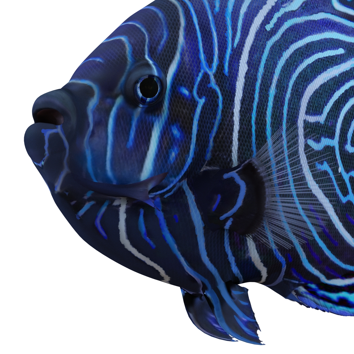 3D Juvenile Emperor Angelfish