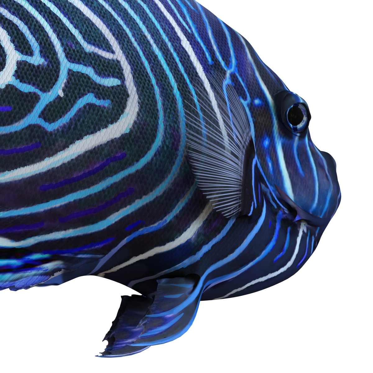 3D Juvenile Emperor Angelfish