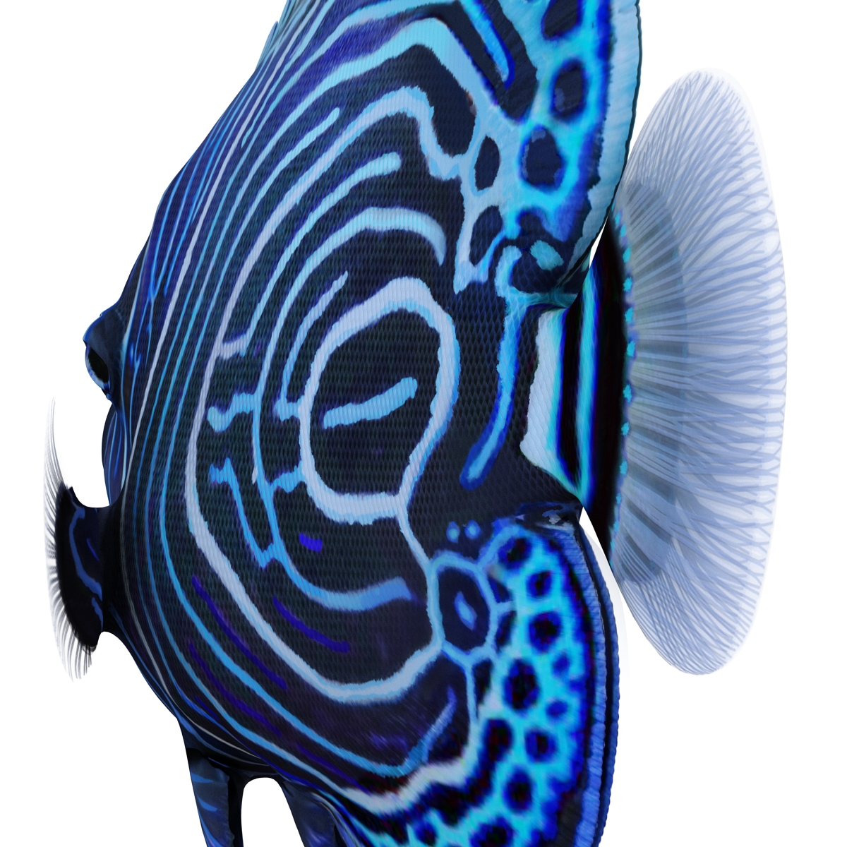 3D Juvenile Emperor Angelfish