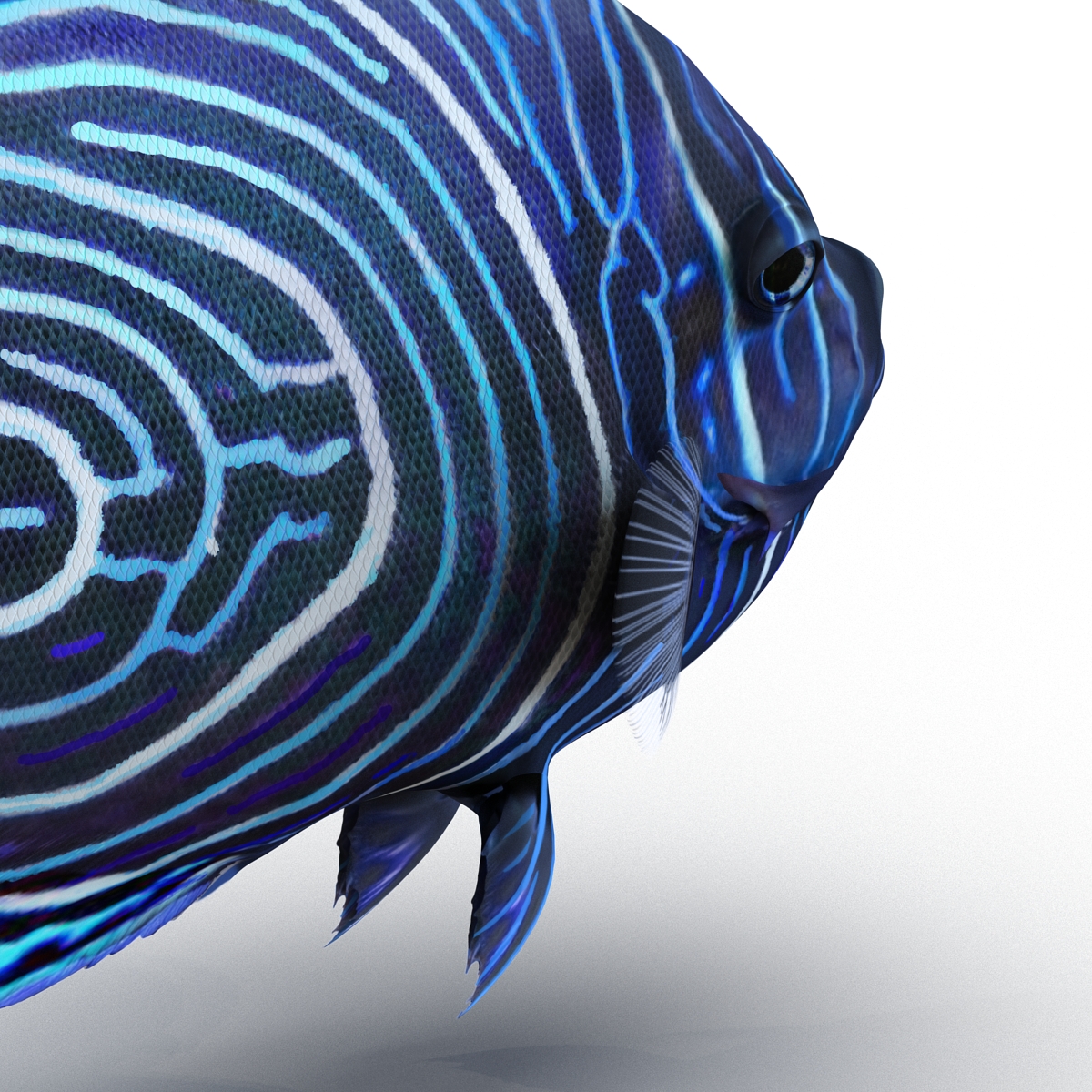 3D Juvenile Emperor Angelfish Rigged model