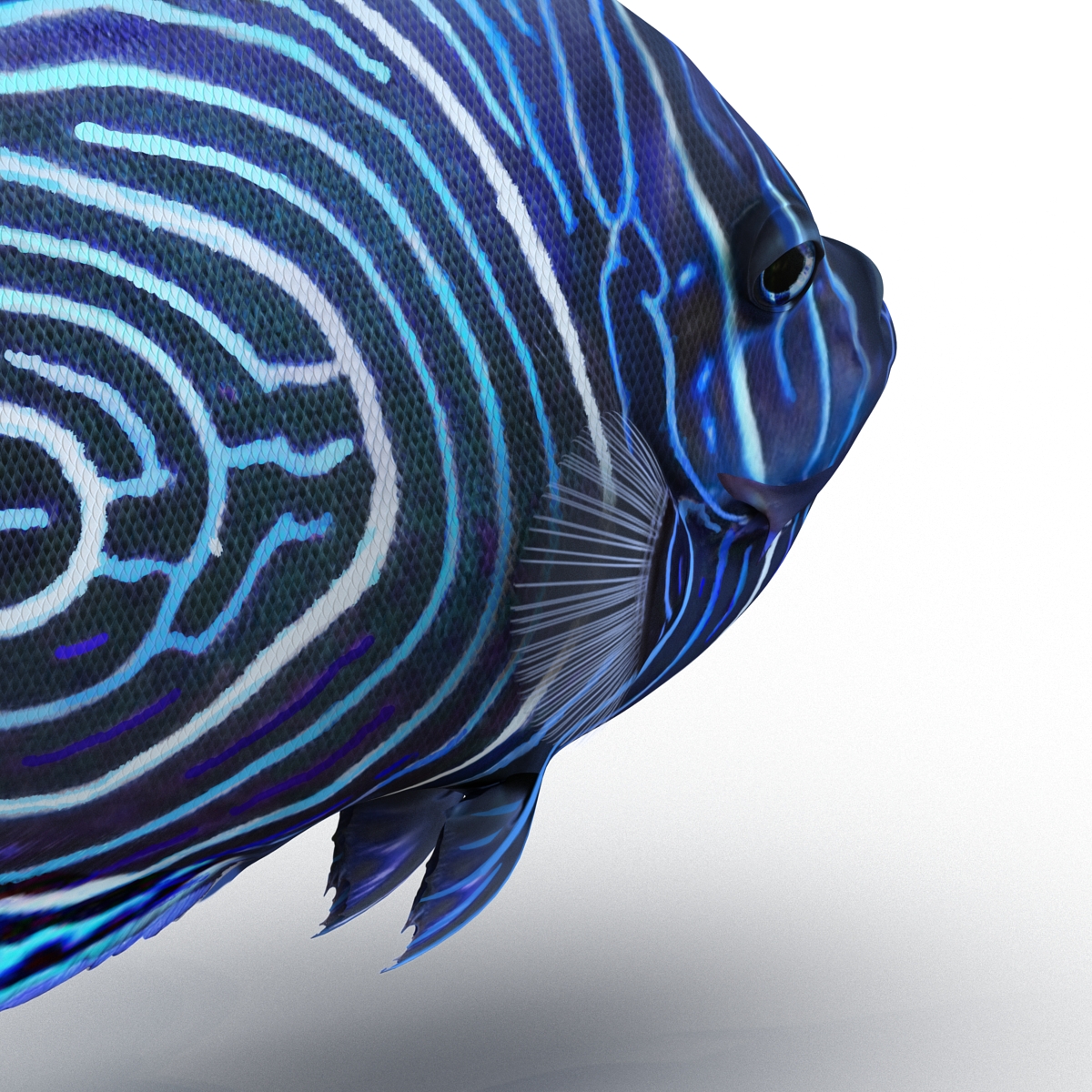 3D Juvenile Emperor Angelfish Rigged model