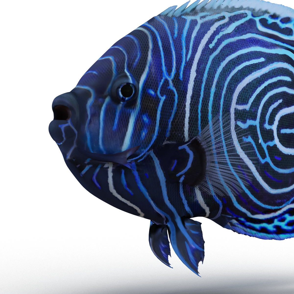 3D Juvenile Emperor Angelfish Rigged model