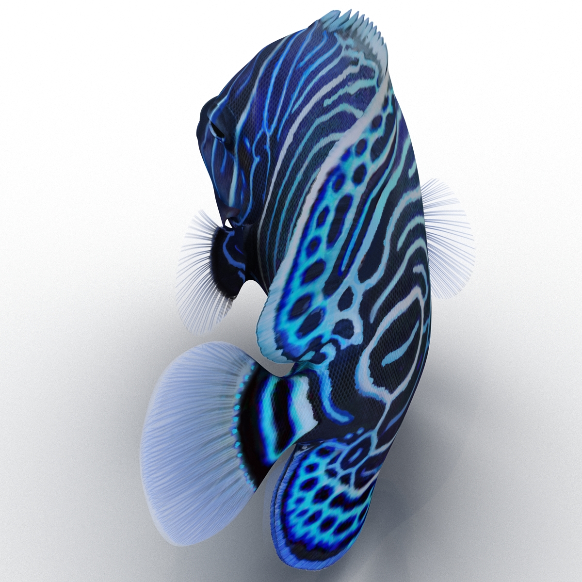 3D Juvenile Emperor Angelfish Rigged model