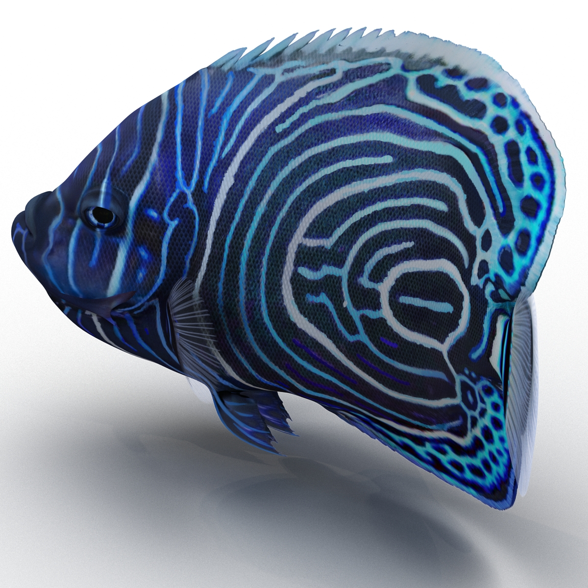 3D Juvenile Emperor Angelfish Rigged model