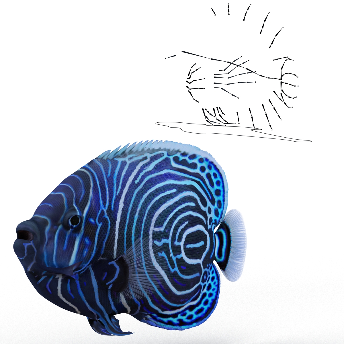 3D Juvenile Emperor Angelfish Rigged model