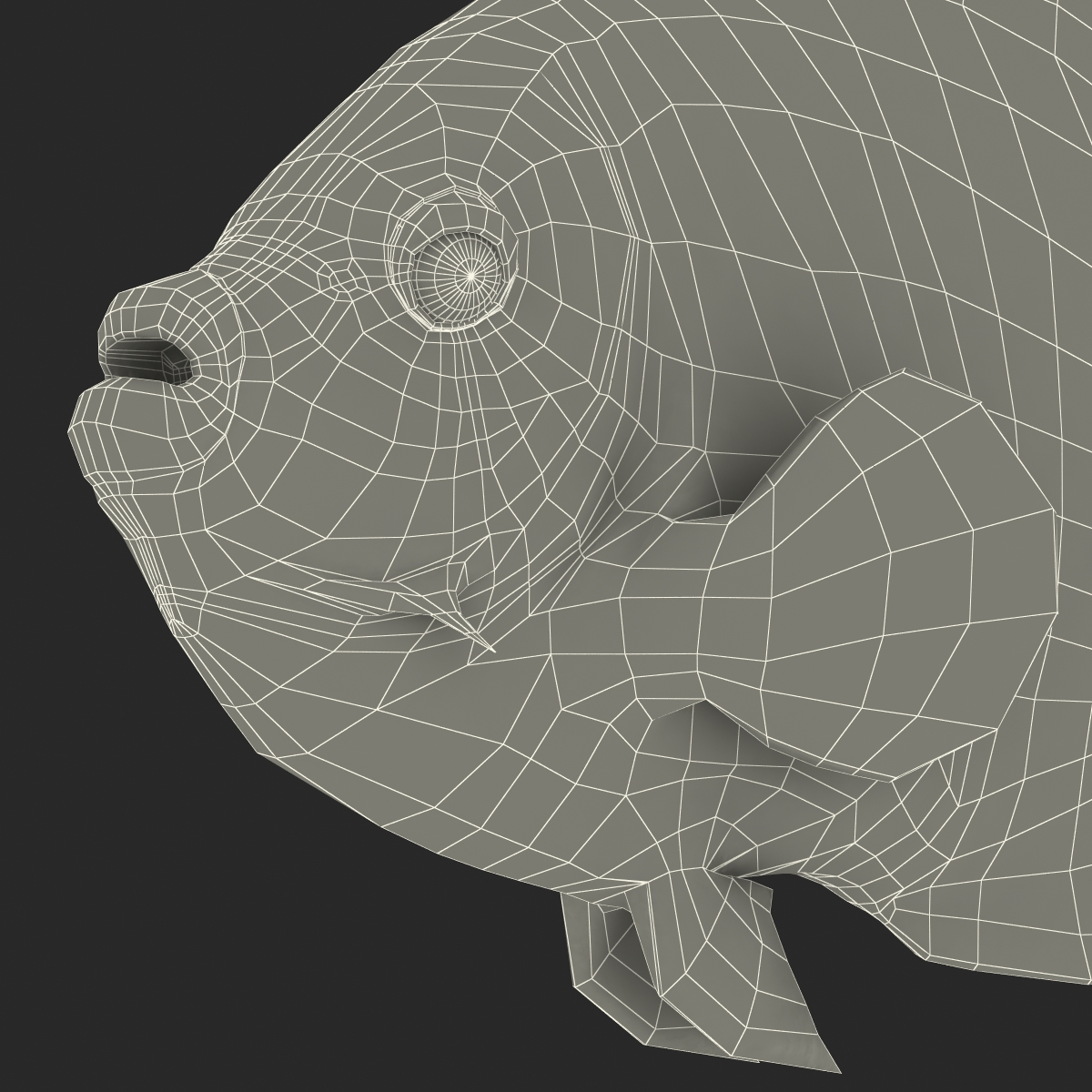 3D Juvenile Emperor Angelfish Rigged model