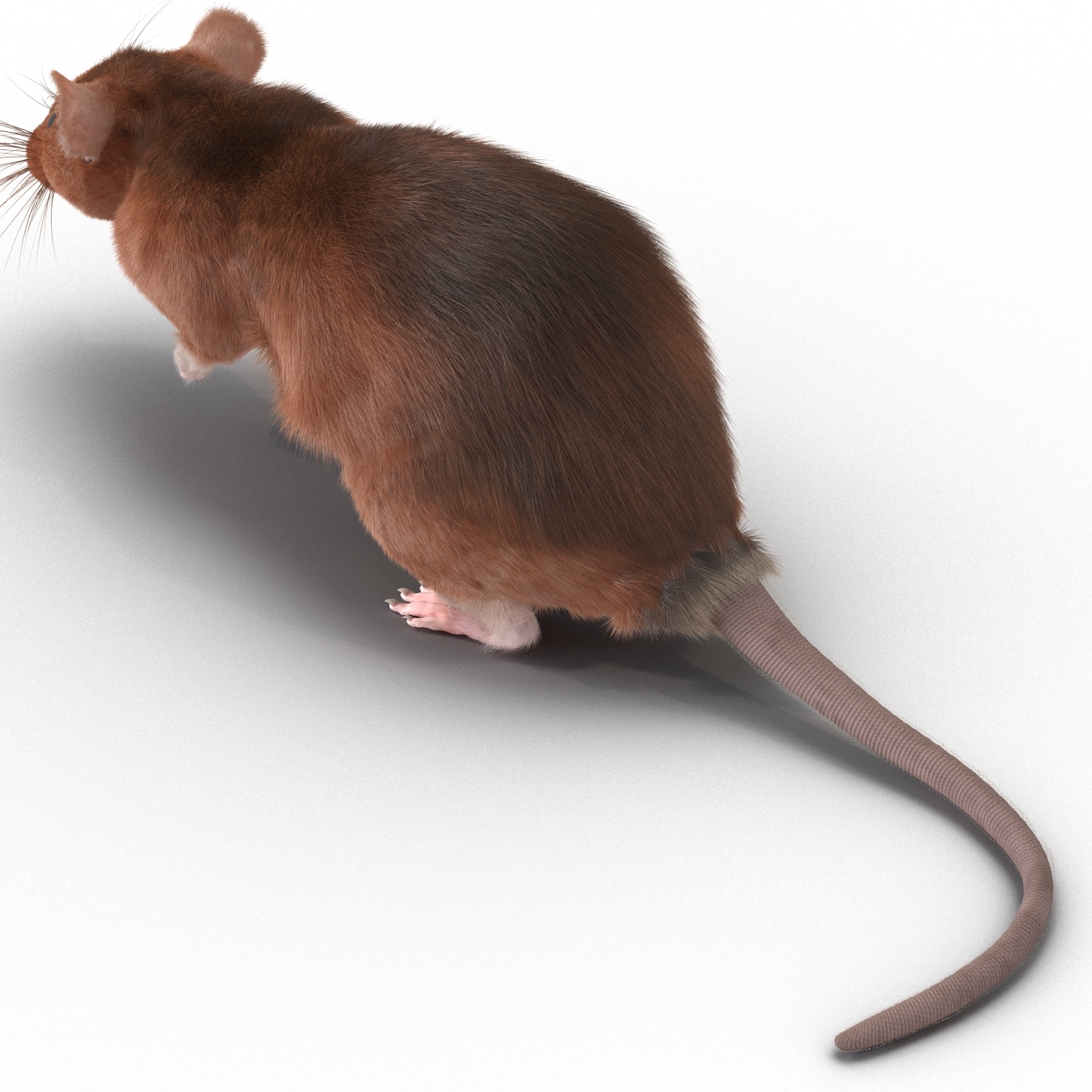 Rat 2 Pose 4 3D