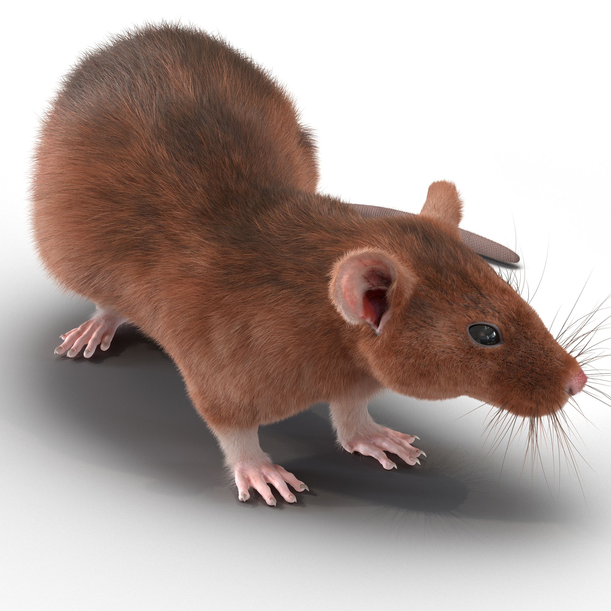 Rat 2 Pose 5 3D