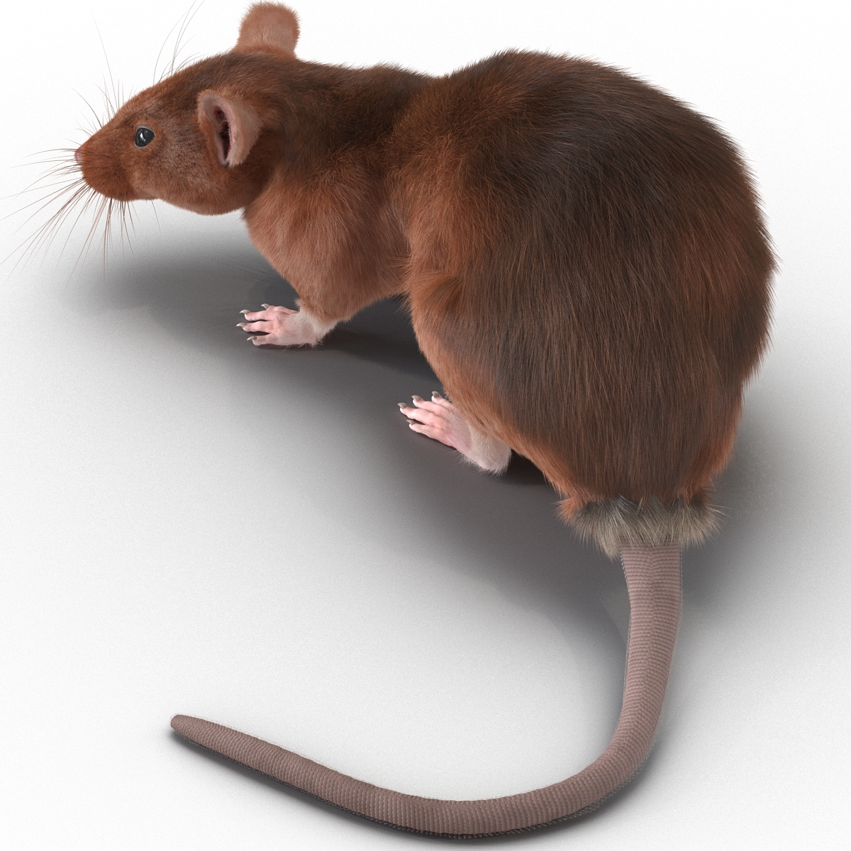 Rat 2 Pose 5 3D