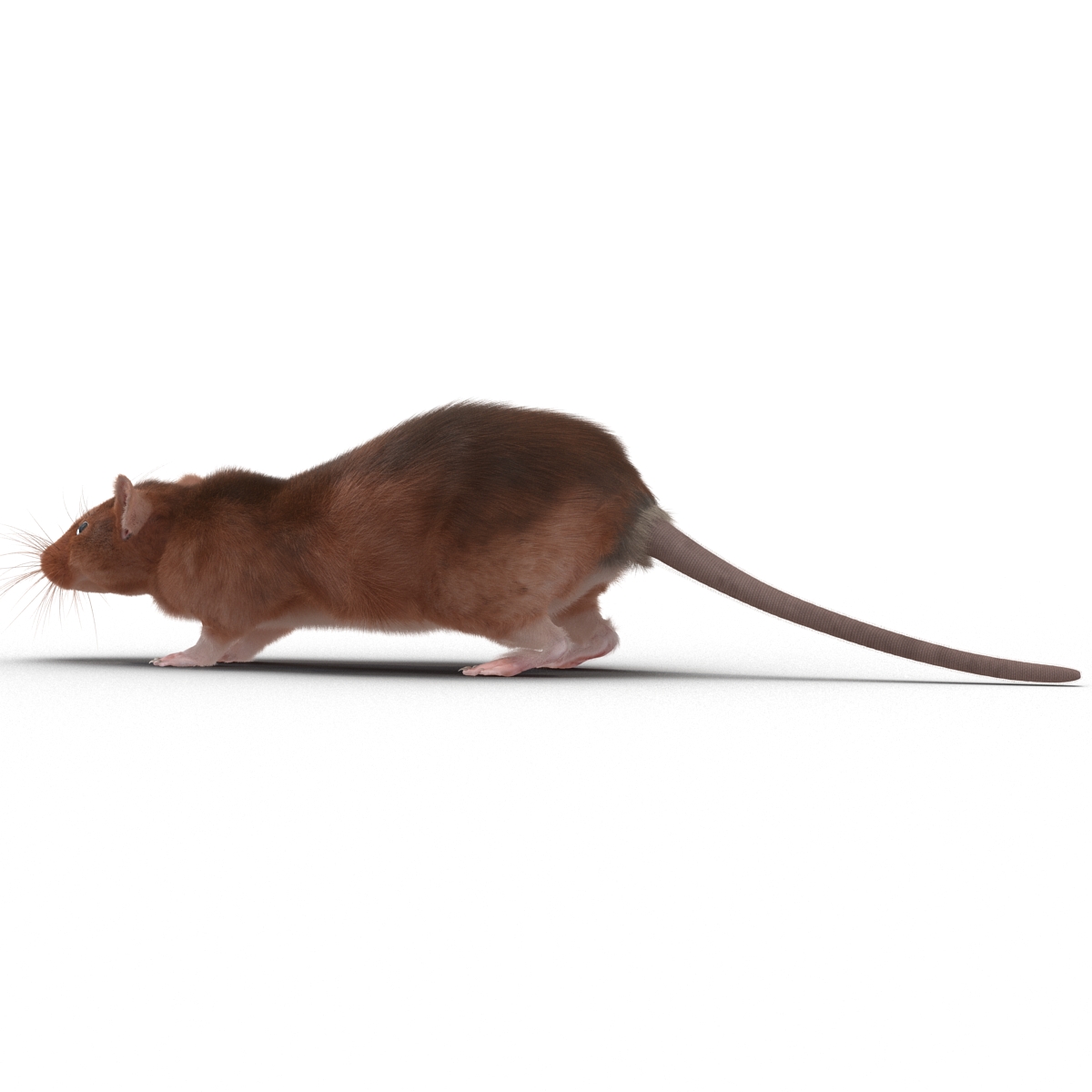 Rat 2 3D model