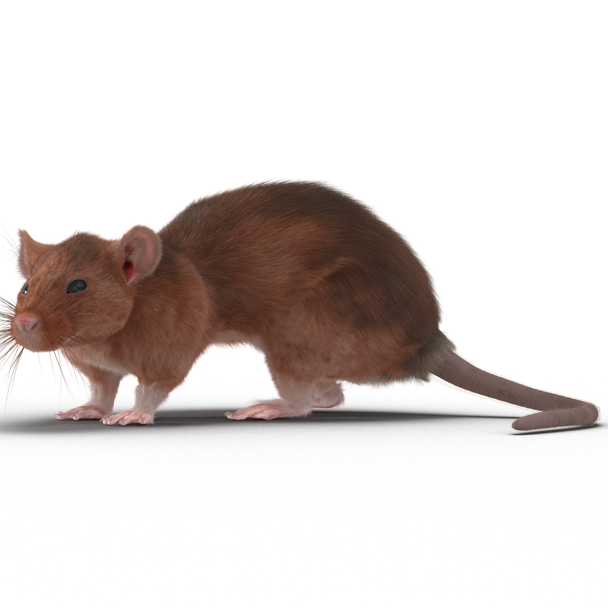 Rat 2 Pose 5 3D