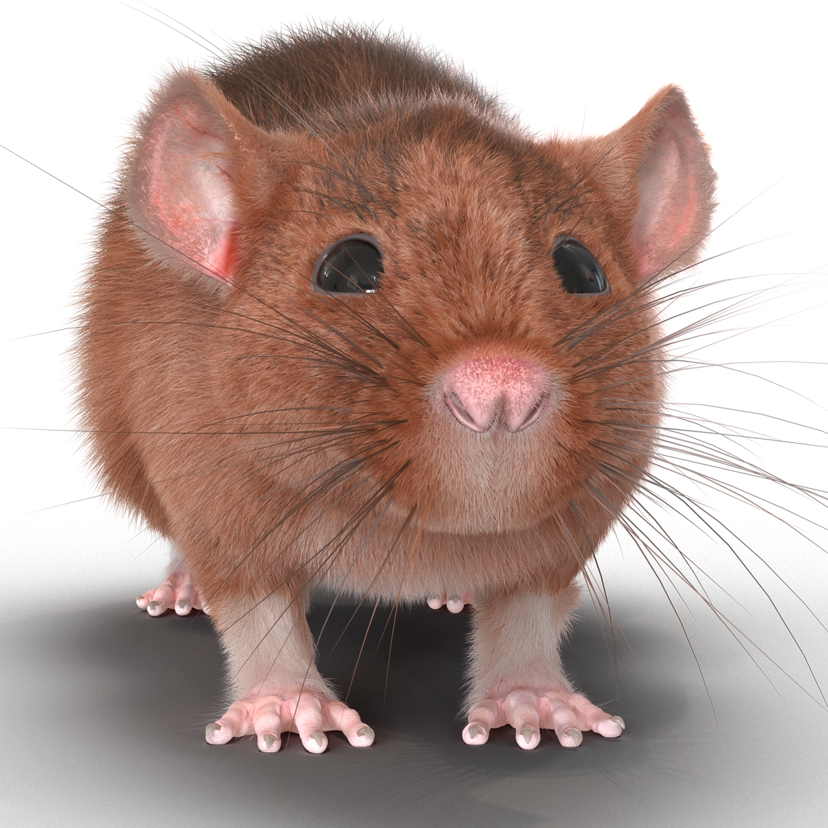 Rat 2 3D model