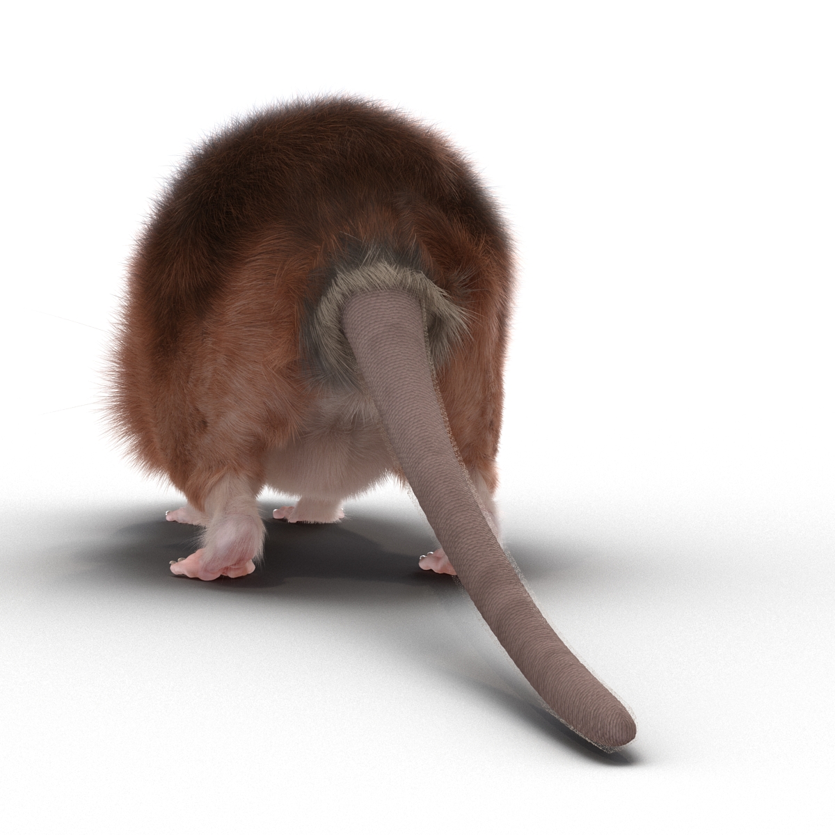 Rat 2 3D model