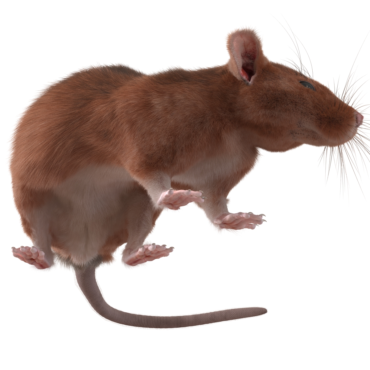 Rat 2 Pose 5 3D