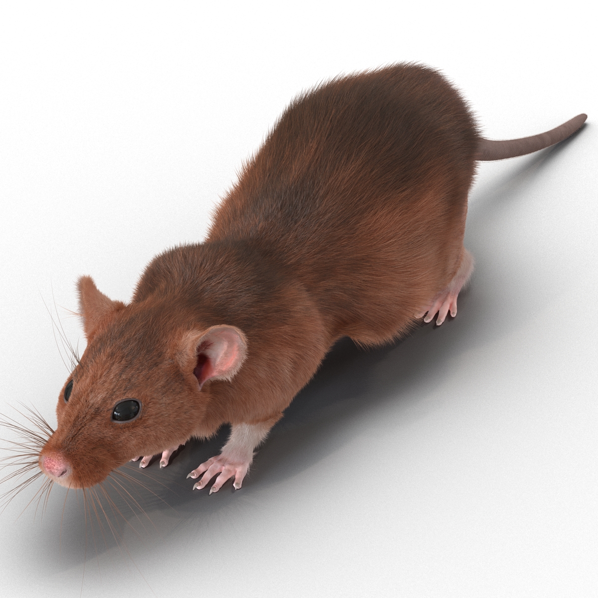 Rat 2 3D model