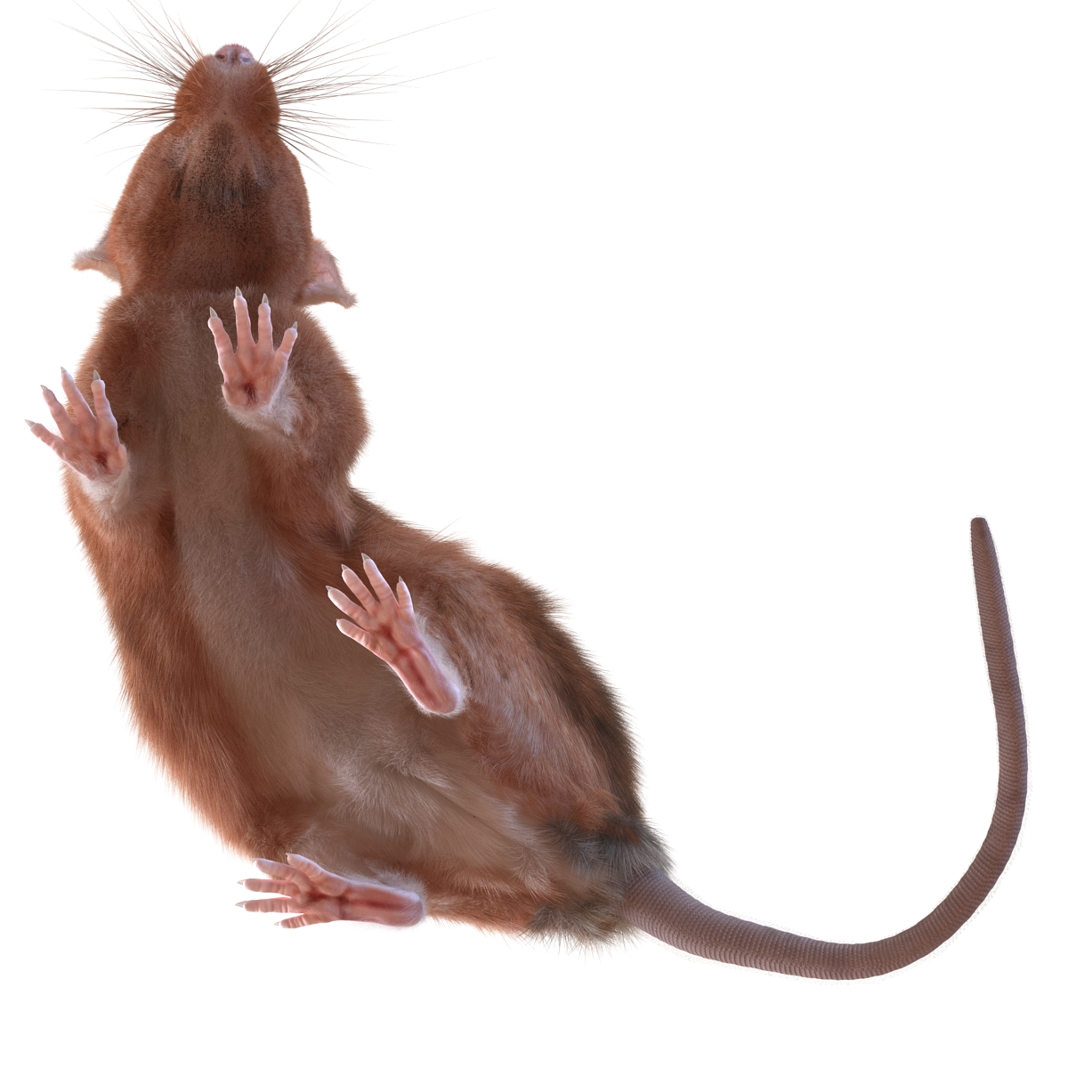 Rat 2 Pose 5 3D