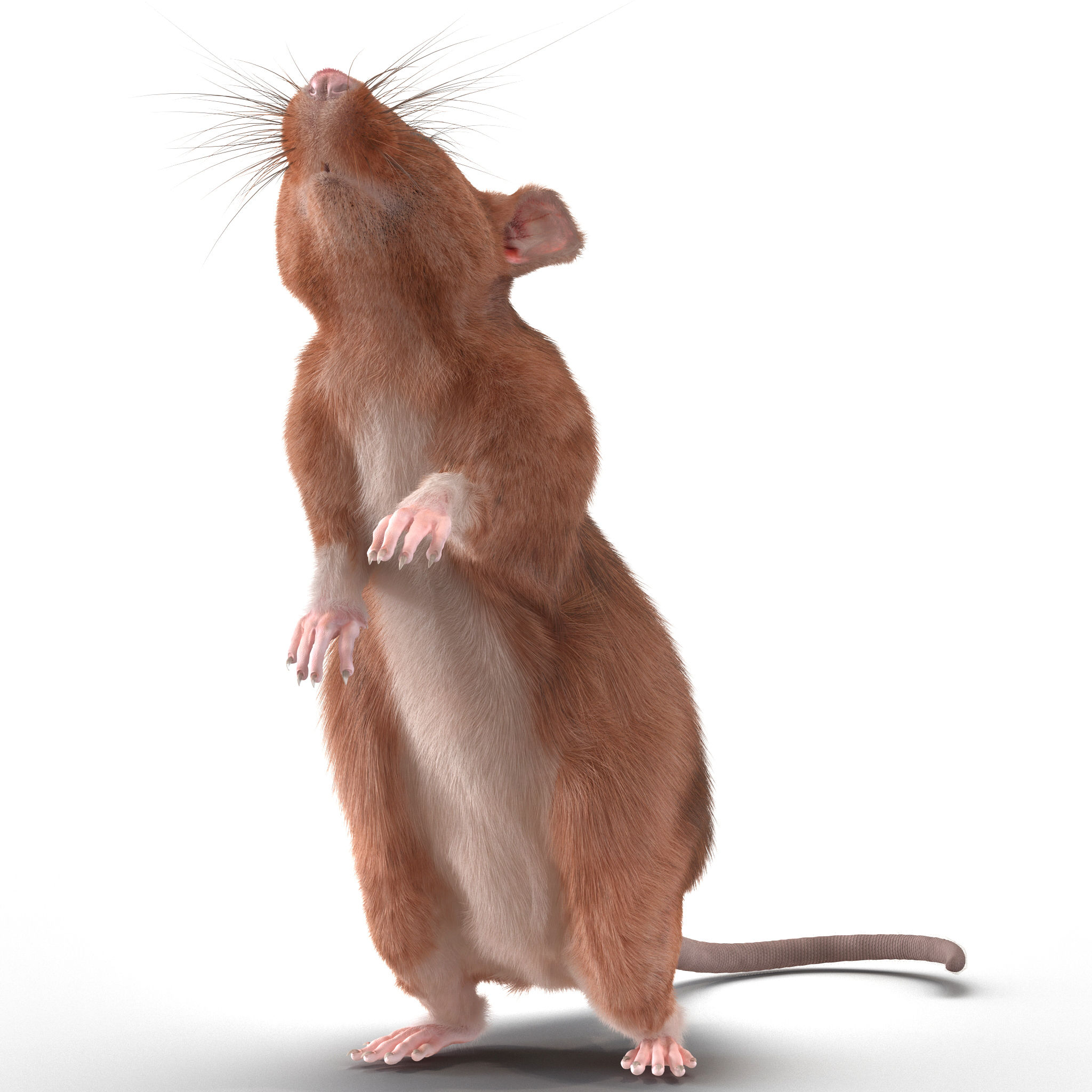 Rat 2 Pose 2 3D