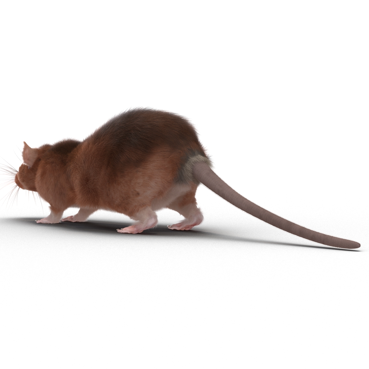 Rat 2 3D model