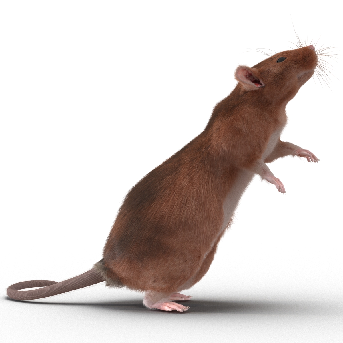 Rat 2 Pose 2 3D