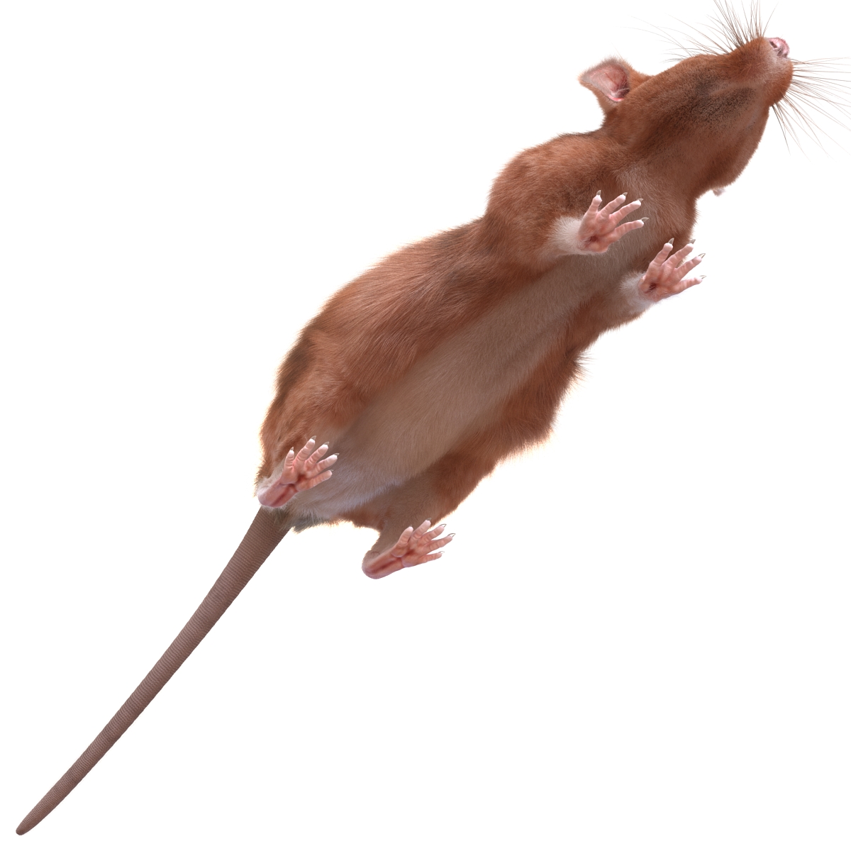 Rat 2 3D model