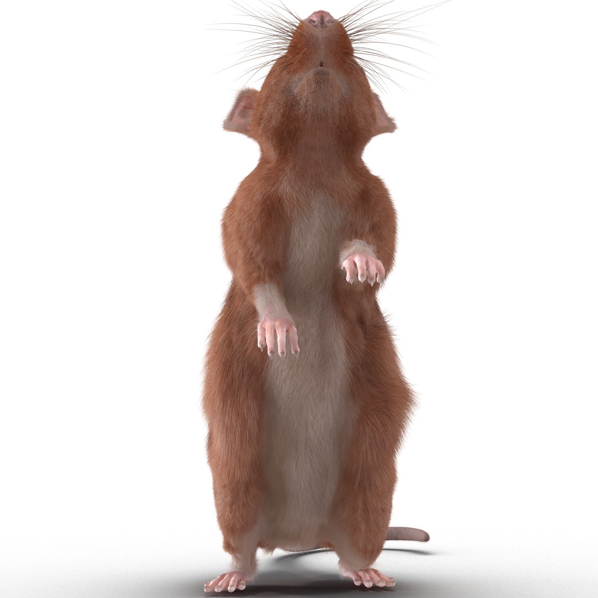 Rat 2 Pose 2 3D