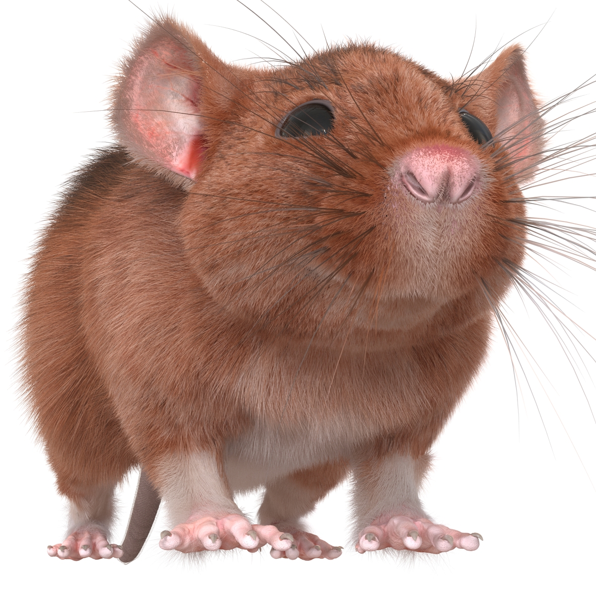 Rat 2 3D model