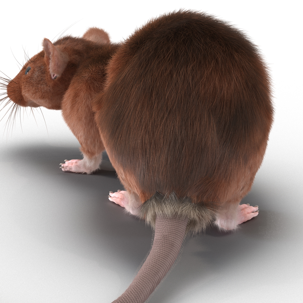 Rat 2 Pose 5 3D