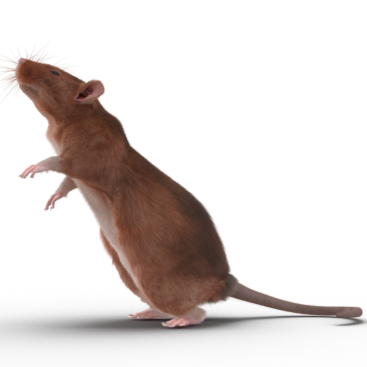 Rat 2 Pose 2 3D