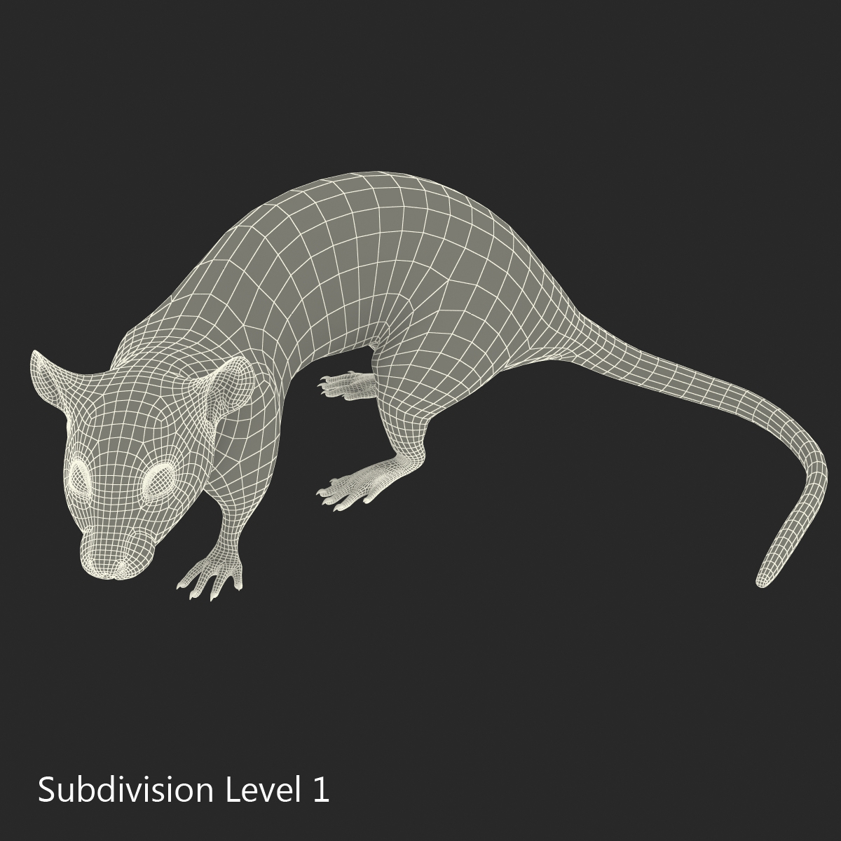 Rat 2 Pose 5 3D