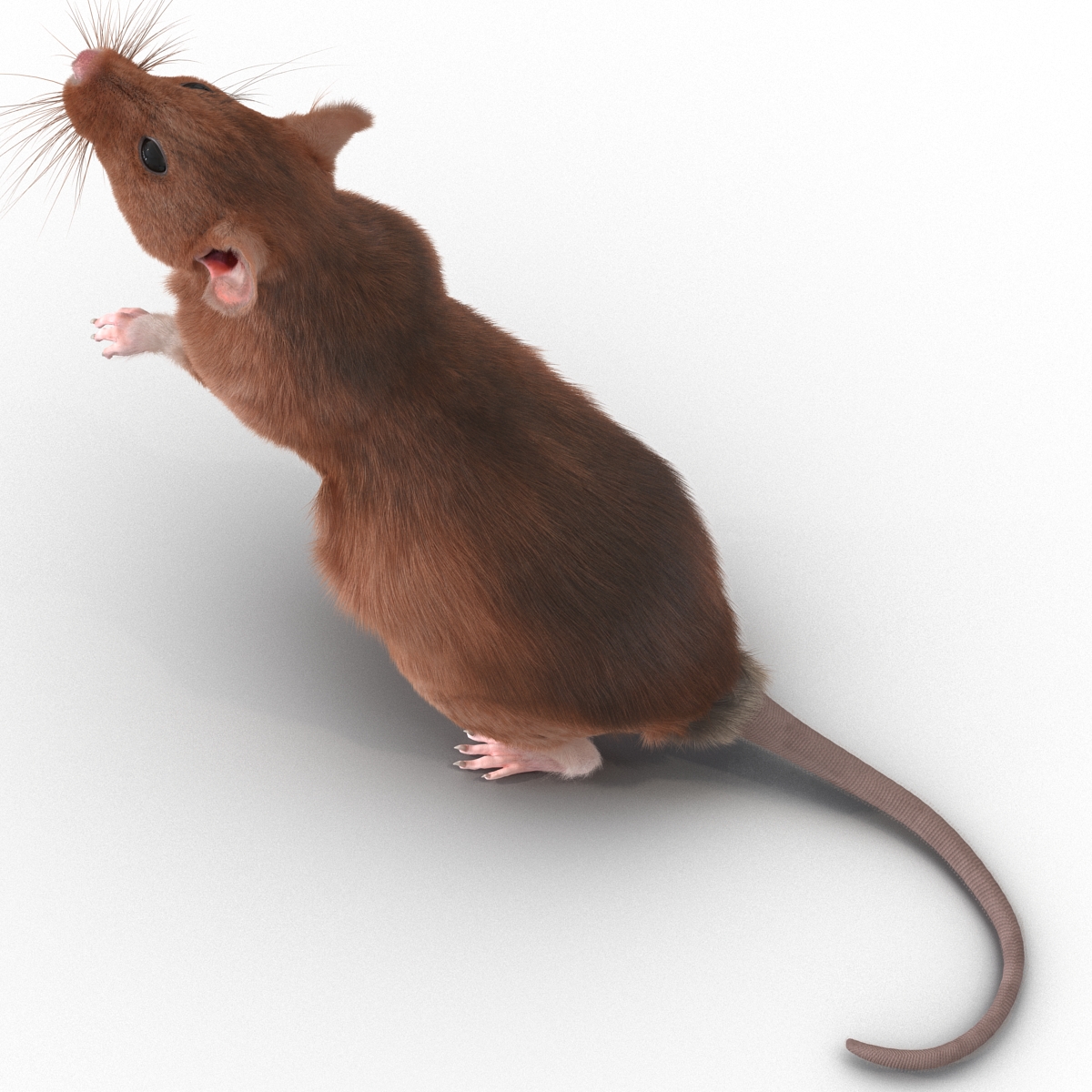 Rat 2 Pose 2 3D