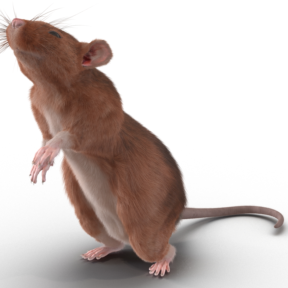 Rat 2 Pose 2 3D