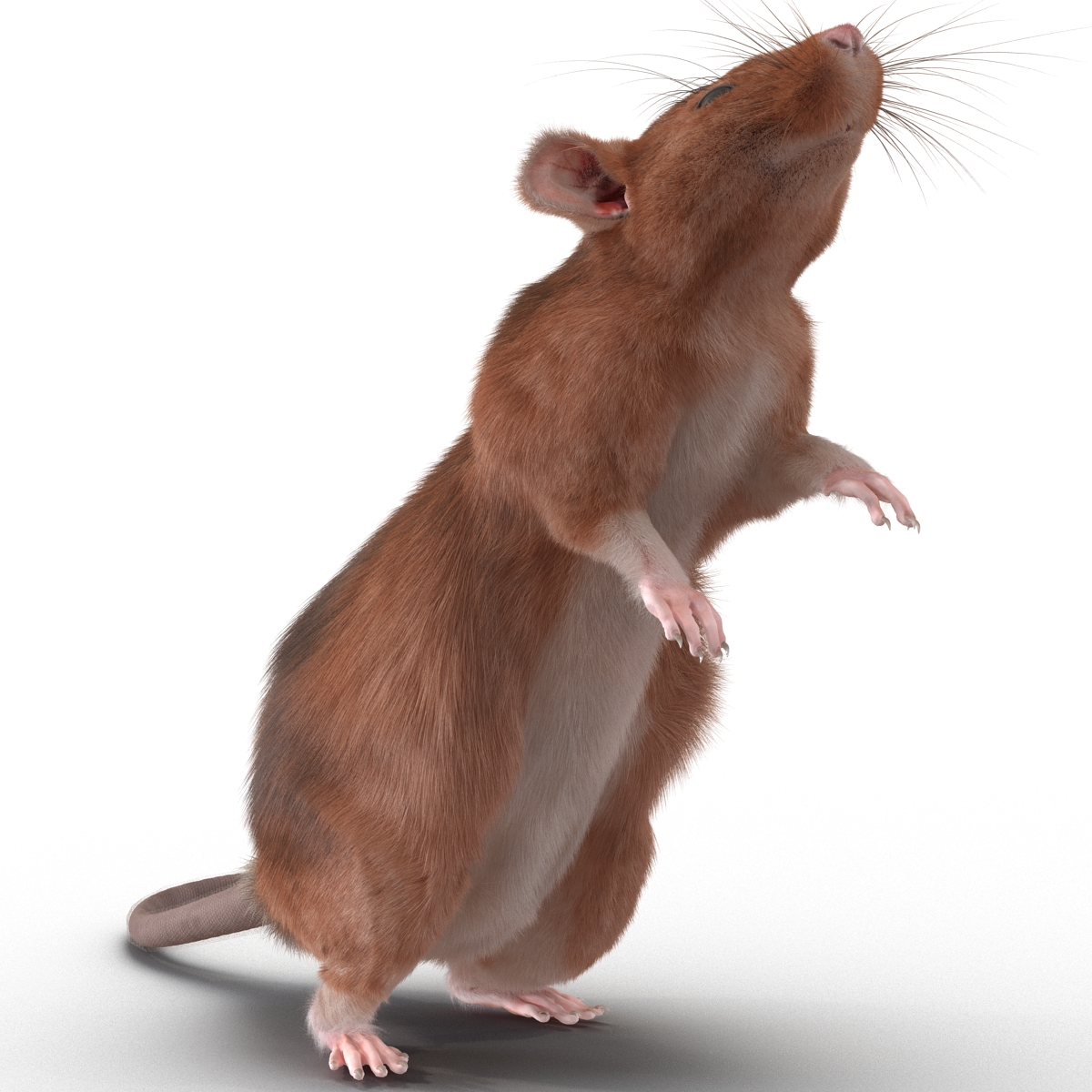 Rat 2 Pose 2 3D