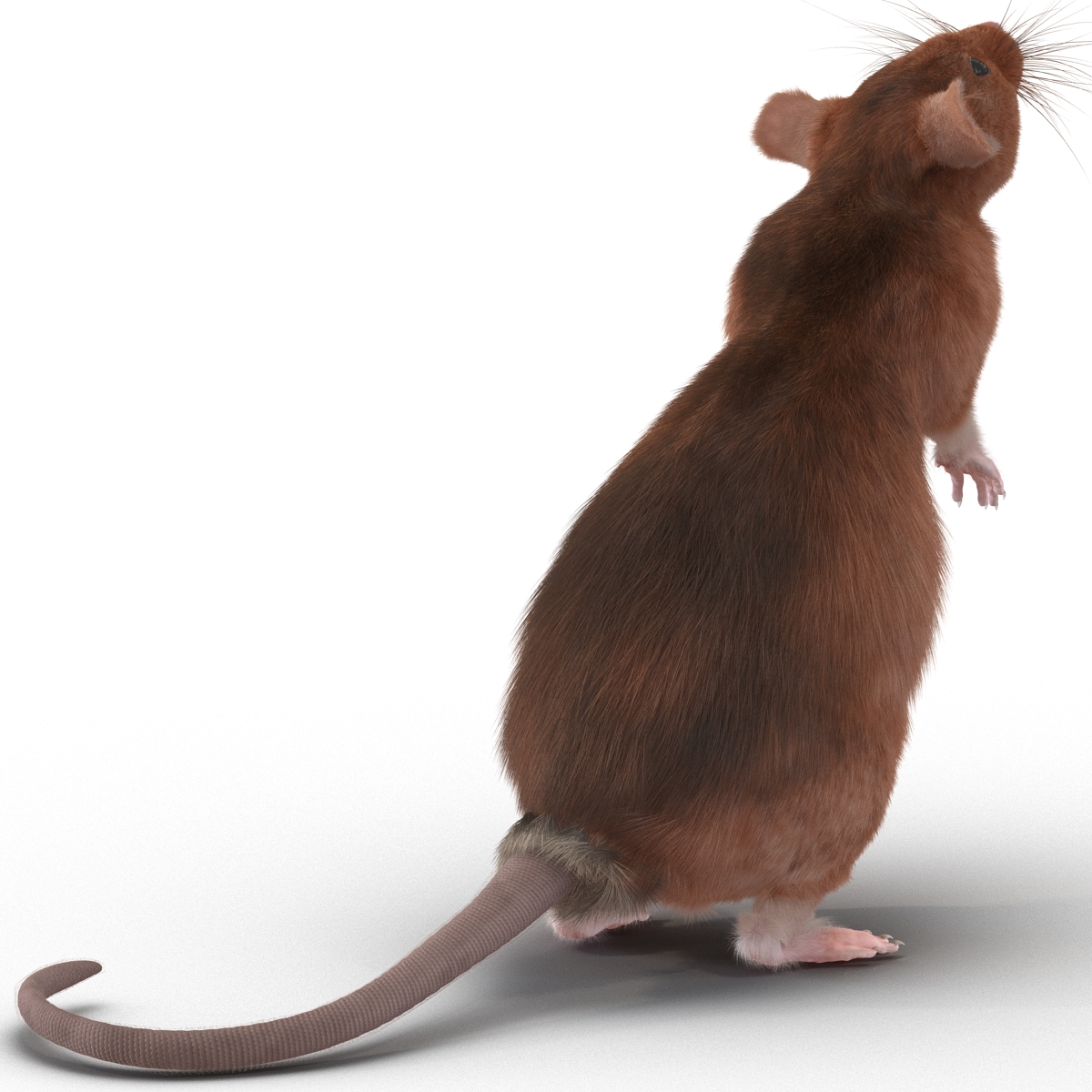 Rat 2 Pose 2 3D