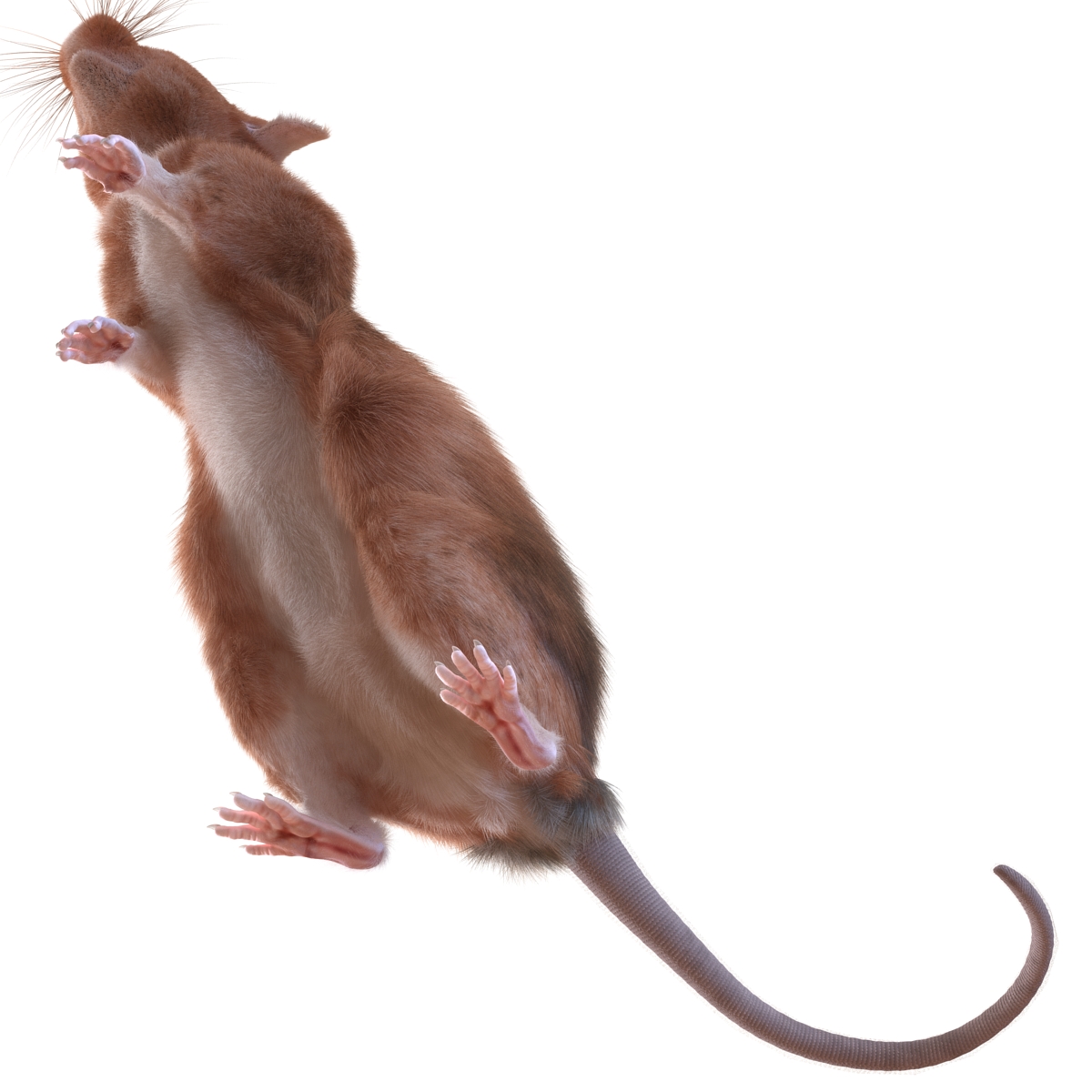 Rat 2 Pose 2 3D