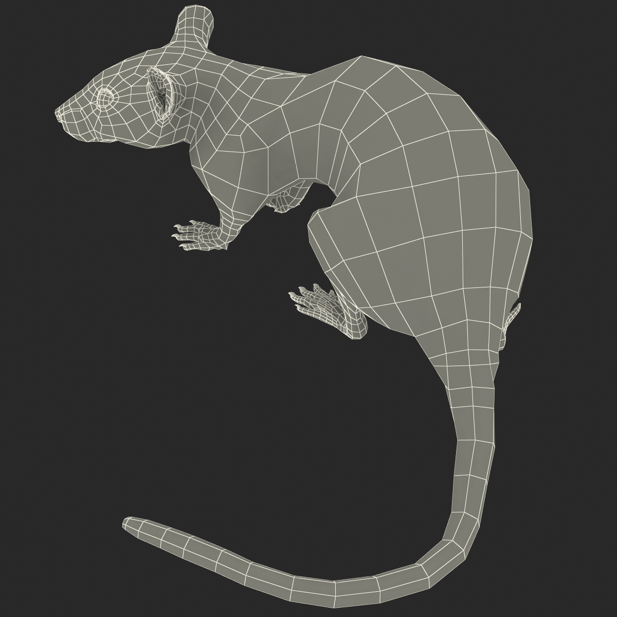 Rat 2 Pose 5 3D