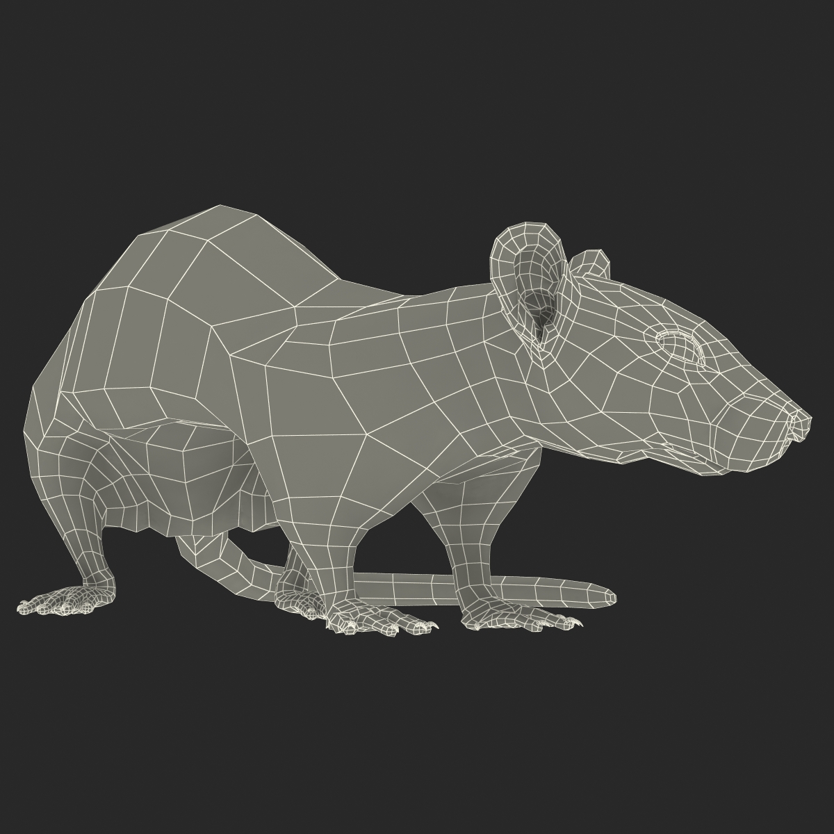 Rat 2 Pose 5 3D