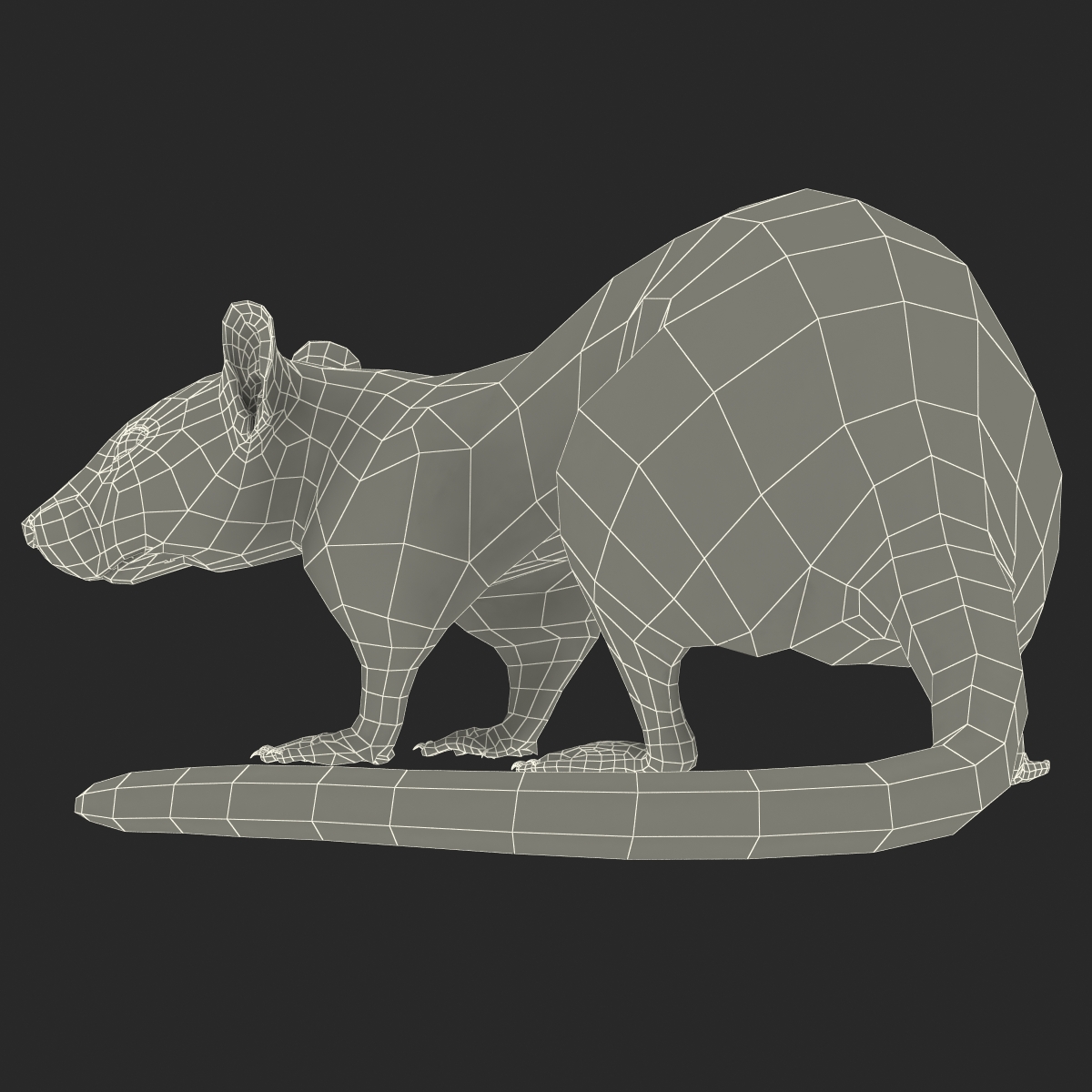 Rat 2 Pose 5 3D