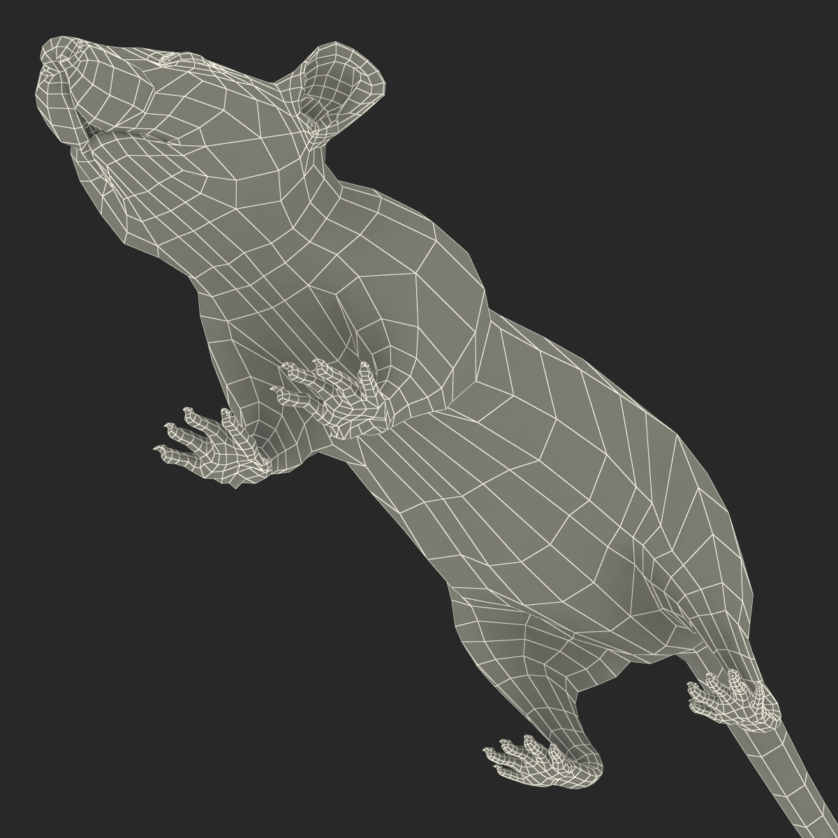 Rat 2 3D model