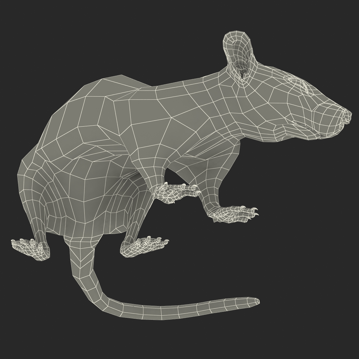 Rat 2 Pose 5 3D