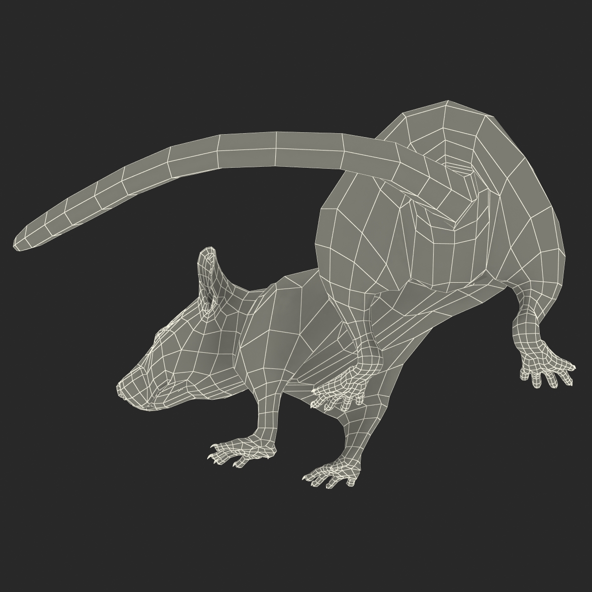 Rat 2 Pose 5 3D